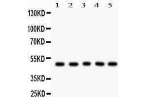 Anti- Cyclin A2 Picoband antibody, Western blotting All lanes: Anti Cyclin A2  at 0. (Cyclin A anticorps  (AA 10-168))