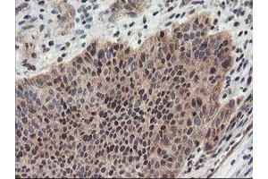 Image no. 1 for anti-Proteasome Subunit alpha 4 (PSMA4) antibody (ABIN1500457)