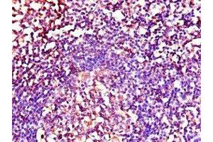 Immunohistochemistry of paraffin-embedded human tonsil tissue using ABIN7164301 at dilution of 1:100 (Neuregulin 1 anticorps  (AA 75-176))