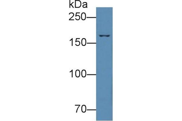 Complement C4 antibody  (AA 1450-1723)