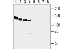 Western blot analysis of rat brain (lanes 1 and 5), mouse brain (lanes 2 and 6), rat cerebellum (lanes 3 and 7) and human SH-SY5Y neuroblastoma cell (lanes 4 and 8) lysates:1-4. (Neuronal Cell Adhesion Molecule (NRCAM) Peptide)