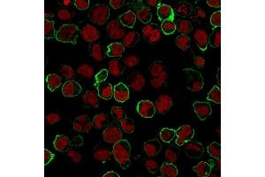 Immunofluorescence Analysis of K562 cells labeling CD43 with CD43 Monoclonal Antibody (Bra7G) followed by Goat anti-Mouse IgG-CF488 (Green).