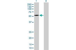 Western Blot analysis of IFRD1 expression in transfected 293T cell line by IFRD1 MaxPab polyclonal antibody.