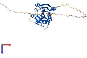 AlphaFold protein structure predicition of Mouse Recombinant Eif4e1b Protein, UniprotID Q3UTA9