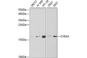 Western blot analysis of extracts of various cell lines using CYB5A Polyclonal Antibody at dilution of 1:1000.
