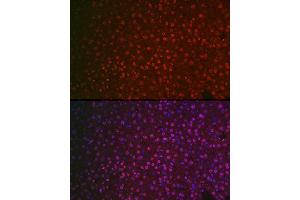 Immunofluorescence analysis of mouse liver cells using NR5 Rabbit pAb (ABIN6127421, ABIN6144833, ABIN6144835 and ABIN6221444) at dilution of 1:100 (40x lens).