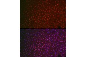 Immunofluorescence analysis of mouse liver cells using NR5 Rabbit pAb (ABIN6127421, ABIN6144833, ABIN6144835 and ABIN6221444) at dilution of 1:100 (40x lens). (NR5A2 + LRH1 anticorps  (AA 206-495))