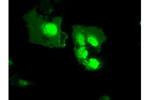 Image no. 2 for anti-Myxovirus Resistance Protein 1 (MX1) antibody (ABIN1499608) (MX1 anticorps)