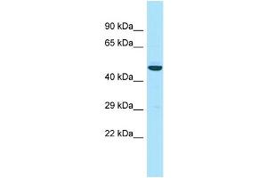 Host: Rabbit Target Name: APOL3 Sample Type: RPMI-8226 Whole Cell lysates Antibody Dilution: 1. (APOL3 anticorps  (N-Term))