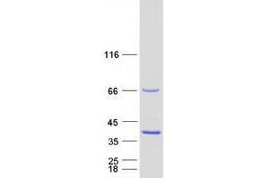 Validation with Western Blot (POLR3GL Protein (Myc-DYKDDDDK Tag))