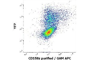 Flow cytometry surface staining pattern of KIR3DL3 (CD158z) transfected HEK-293 cells co-transfected with YFP coding plasmid using anti-human CD158z (CH21) purified antibody (concentration in sample 4 μg/mL, GAM APC).