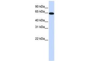 Image no. 1 for anti-Nuclear Receptor Subfamily 2, Group C, Member 2 (NR2C2) (AA 36-85) antibody (ABIN6740537)