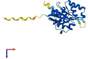 AlphaFold protein structure predicition of Mouse Recombinant Ppcdc Protein, UniprotID Q8BZB2