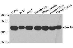 Western blot analysis of extracts of various cell lines, using β-actin antibody. (beta Actin anticorps  (AA 1-375))