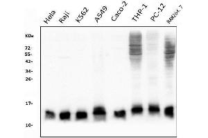 Western blot analysis of Thioredoxin 2/TXN2 using anti-Thioredoxin 2/TXN2 antibody (ABIN7602149). (TXN2 anticorps  (AA 60-166))