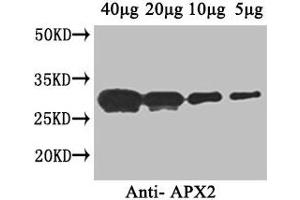 Western Blot Positive WB detected in: Arabidopsis thaliana (40 μg, 20 μg, 10 μg, 5 μg) All lanes: APX2 antibody at 1 μg/mL Secondary Goat polyclonal to rabbit IgG at 1/50000 dilution Predicted band size: 29 kDa Observed band size: 29 kDa (L-Ascorbate Peroxidase 2 (APX2) (AA 4-250) anticorps)