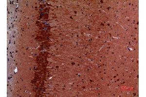 Immunohistochemistry (IHC) analysis of paraffin-embedded Mouse Brain, antibody was diluted at 1:100.
