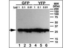 Western blot analysis of anti-GFP Mab ABIN387749 using purified GFP, YFP and BFP proteins expressed in bacteria: Both GFP (Lanes 1-3) and YFP (Lanes 4-6) but not BFP (data not shown) were detected using the purified Mab. (GFP Tag anticorps)