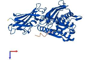 AlphaFold protein structure predicition of Mouse Recombinant Acot4 Protein, UniprotID Q8BWN8