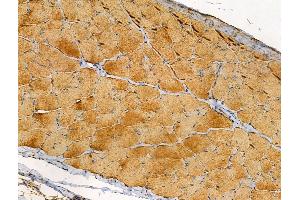ABIN6257147 and ABIN6274445 at 1/100 staining Rat skin tissue by IHC-P. (DOK4 anticorps  (N-Term))