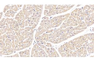 Detection of VEGFD in Bovine Cardiac Muscle Tissue using Polyclonal Antibody to Vascular Endothelial Growth Factor D (VEGFD)