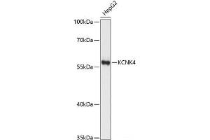 Western blot analysis of extracts of HepG2 cells using KCNK4 Polyclonal Antibody at dilution of 1:1000. (KCNK4 anticorps)