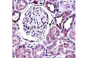 BMP7 antibody immunohistochemistry analysis in formalin fixed and paraffin embedded human kidney tissue.