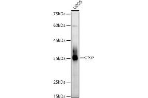 Western blot analysis of extracts of U2OS cells, using CTGF Rabbit pAb antibody (ABIN6127717, ABIN6139188, ABIN6139191 and ABIN6215222) at 1:1000 dilution. (CTGF anticorps  (AA 27-349))