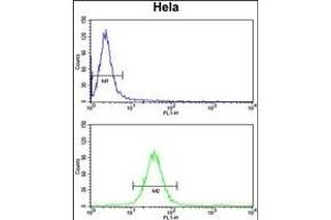 MOSC2 Antibody (C-term) (ABIN652632 and ABIN2842422) flow cytometry analysis of Hela cells (bottom histogram) compared to a negative control cell (top histogram). (MARC2 anticorps  (C-Term))