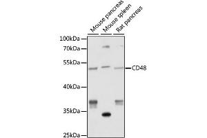 Western blot analysis of extracts of various cell lines, using CD48 antibody (ABIN7266205) at 1:1000 dilution.