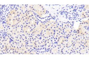 Detection of DEFb1 in Porcine Kidney Tissue using Polyclonal Antibody to Defensin Beta 1 (DEFb1) (beta Defensin 1 anticorps  (AA 24-64))