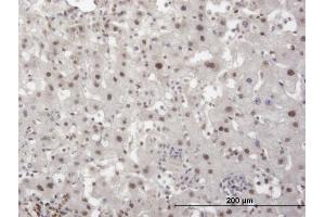 Immunoperoxidase of monoclonal antibody to TRIM28 on formalin-fixed paraffin-embedded human liver. (KAP1 anticorps  (AA 379-524))