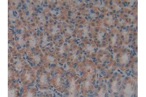 Used in DAB staining on fromalin fixed paraffin- embedded kidney tissue (HMGB1 anticorps  (AA 1-215))