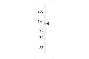 RUTBC1 Antibody (C-term) (ABIN655520 and ABIN2845034) western blot analysis in mouse NIH-3T3 cell line lysates (35 μg/lane). (SGSM2 anticorps  (C-Term))