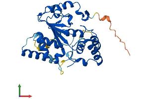 AlphaFold protein structure predicition of Mouse Recombinant Sult4a1 Protein, UniprotID P63046