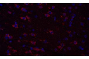 Immunofluorescence analysis of paraffin-embedded Rat brain using COX4I1 Polyclonal Antibody at dilution of 1:300. (COX IV anticorps)