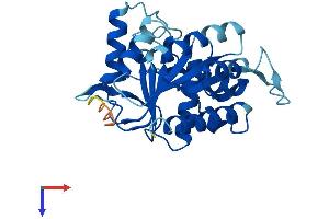 AlphaFold protein structure predicition of Mouse Recombinant Nubp2 Protein, UniprotID Q9R061
