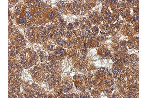 Image no. 1 for anti-Potassium Channel Tetramerisation Domain Containing 19 (KCTD19) (AA 1-162) antibody (ABIN1501897) (KCTD19 anticorps  (AA 1-162))