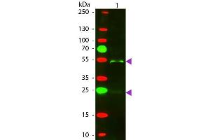 Western Blot of Texas Donkey Anti-Goat IgG Pre-Adsorbed secondary antibody. (Âne anti-Chévre IgG (Heavy & Light Chain) Anticorps (Texas Red (TR)) - Preadsorbed)