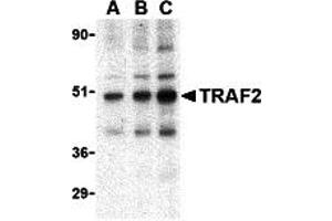 Western Blotting (WB) image for anti-TNF Receptor-Associated Factor 2 (TRAF2) (C-Term) antibody (ABIN1030764) (TRAF2 anticorps  (C-Term))
