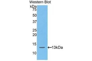 Detection of Recombinant Hepc, Human using Polyclonal Antibody to Hepcidin (Hepc)