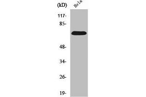 Western Blot analysis of HepG2 cells using SDHA Polyclonal Antibody