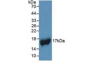 Western blot analysis of recombinant Human APOA1. (APOA1 anticorps  (AA 122-267))