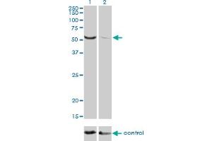 Western Blotting (WB) image for anti-Target of EGR1, Member 1 (Nuclear) (TOE1) (AA 1-511) antibody (ABIN599318) (TOE1 anticorps  (AA 1-511))