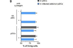 icSARS-CoV-2-mNG-infected A549-ACE2 were cultured alone (no pDC) or cocultured with pDCs in the presence or absence of anti-αLintegrin blocking antibody for 48 hours.
