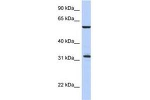 Image no. 1 for anti-Cell Division Cycle 34 (CDC34) (C-Term) antibody (ABIN6744356) (CDC34 anticorps  (C-Term))
