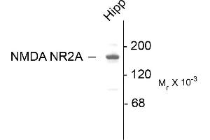 Western blots of 10 ug of rat hippocampal (Hipp) lysate showing specific immunolabeling of the ~180k NR2A subunit of the NMDA receptor. (NMDAR2A anticorps  (C-Term))