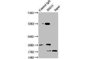 Immunoprecipitating ISG15 in Hela whole cell lysate Lane 1: Rabbit control IgG instead of ABIN7174558 in Hela whole cell lysate. (ISG15 anticorps  (AA 2-157))
