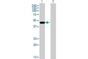 Western Blot analysis of RNH1 expression in transfected 293T cell line by RNH1 MaxPab polyclonal antibody. (RNH1 anticorps  (AA 1-461))