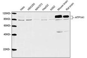 Western blot analysis of cell and tissue lysates using 1 µg/mL Rabbit Anti-ATP1A1 Polyclonal Antibody (ABIN398982) The signal was developed with IRDyeTM 800 Conjugated Goat Anti-Rabbit IgG. (ATP1A1 anticorps  (AA 800-850))
